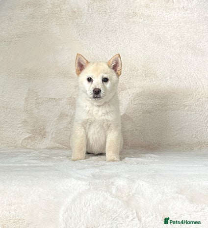 Chow Chow dogs - Advert 5