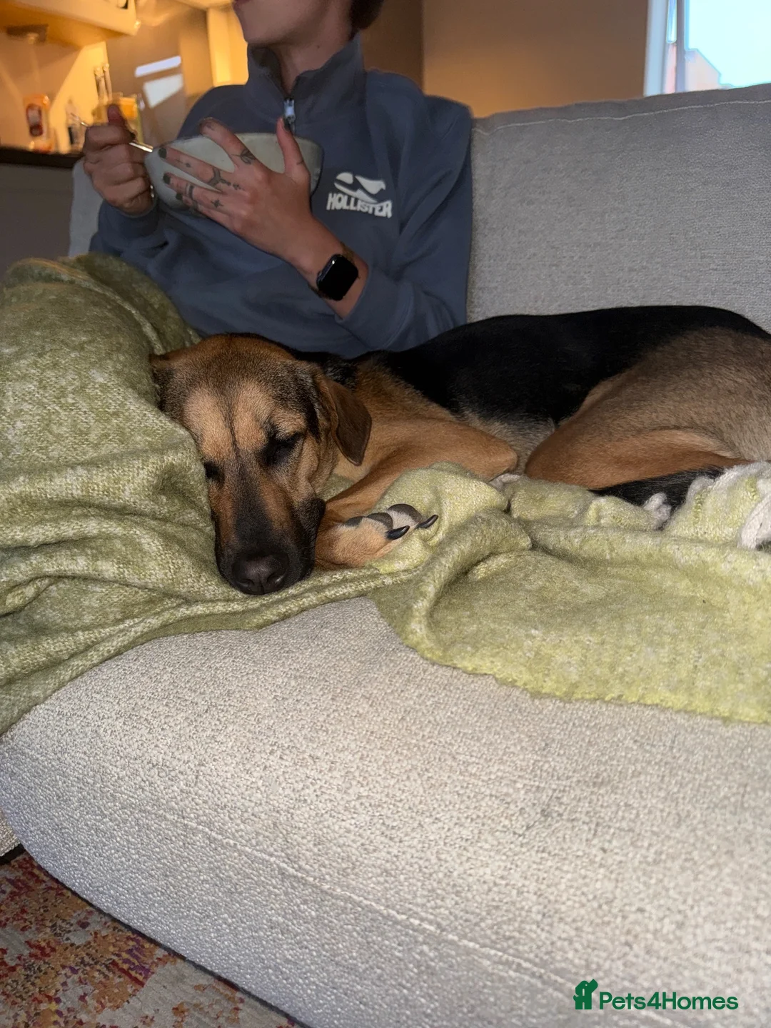 Mixed Breed dogs for sale: Roxy ❤️ A devoted girl looking a home (urgent) - Advert 1