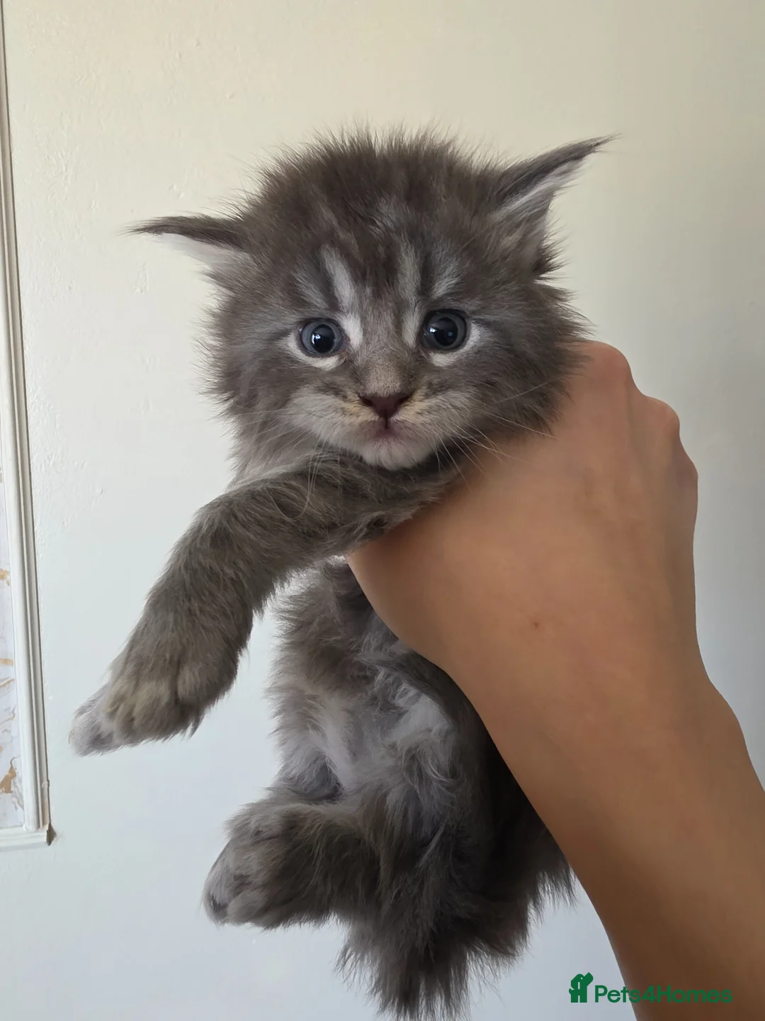 Maine Coon cats for sale: 🏅Maine coon polydactyl kittens🏅 - Advert 7