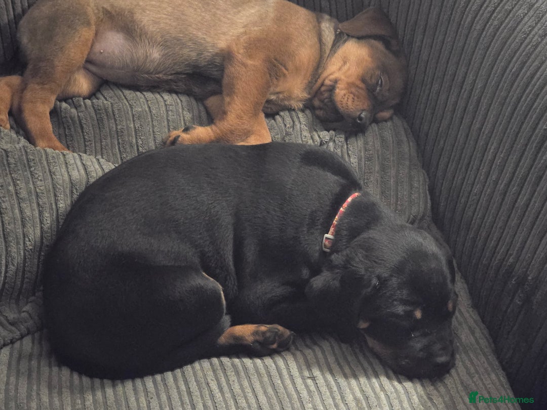 Rottweiler dogs for sale: 2 female rottweiler pups - Advert 1