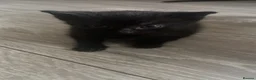 Mixed Breed cats for sale: Bengal cross kittens  - Advert 2