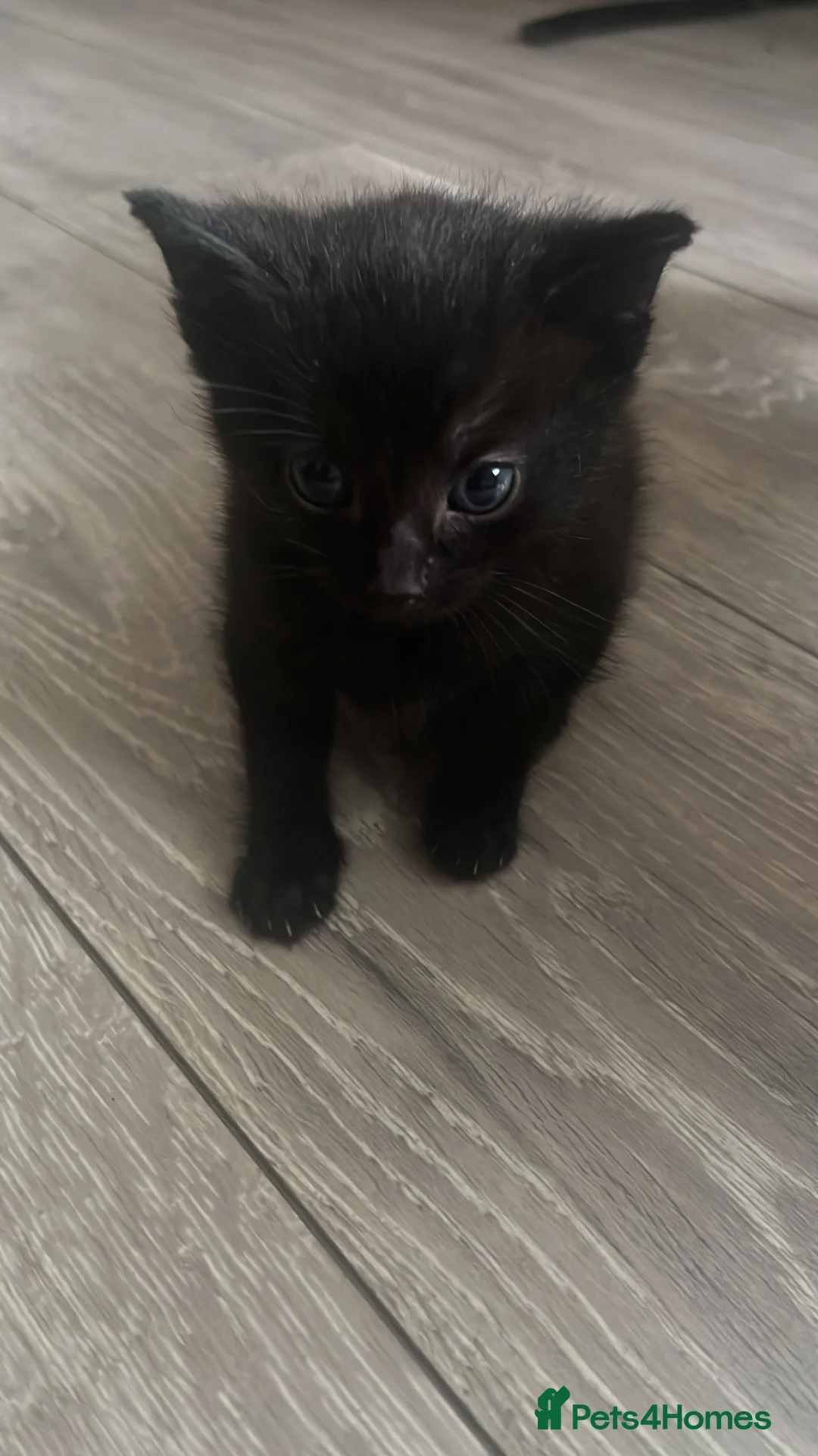 Mixed Breed cats for sale: Bengal cross kittens  - Advert 2