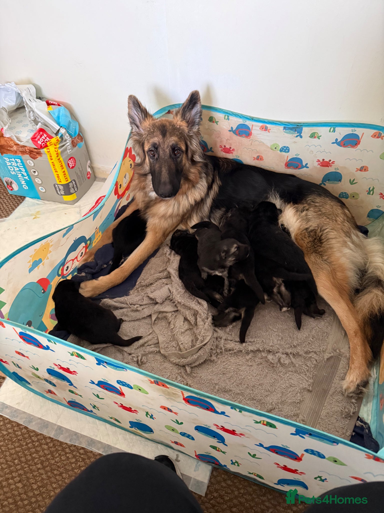 German Shepherd dogs German shepherd pups  - Advert 5