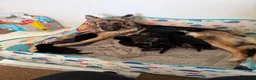 German Shepherd dogs for sale: German shepherd pups  - Advert 1