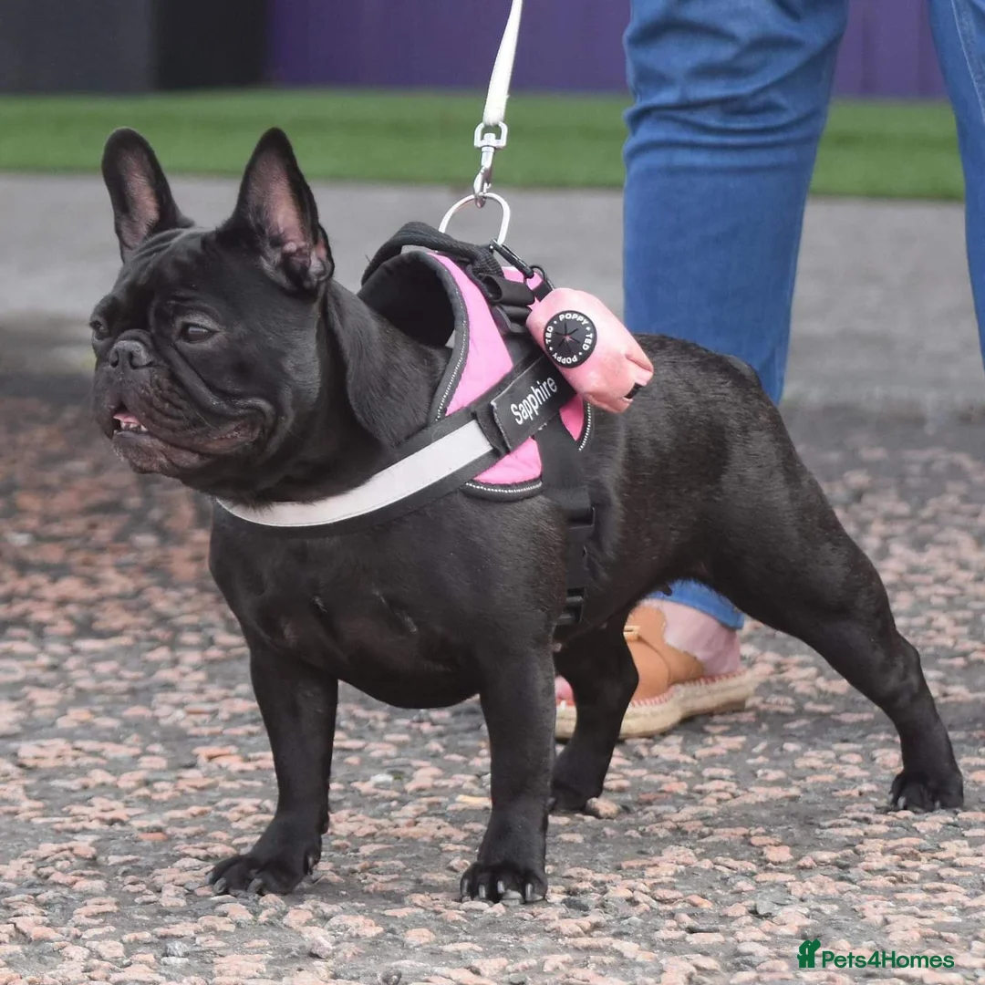 French Bulldog dogs for stud: Mayan, Rfg, bva, Silver health tested Lilac tan in Sheffield - Advert 14