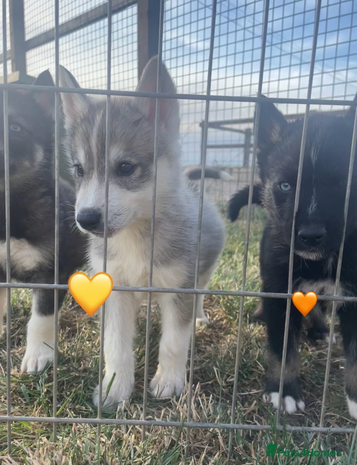Siberian Husky dogs Ready Now - Outstanding KC Registered Puppies - Advert 6