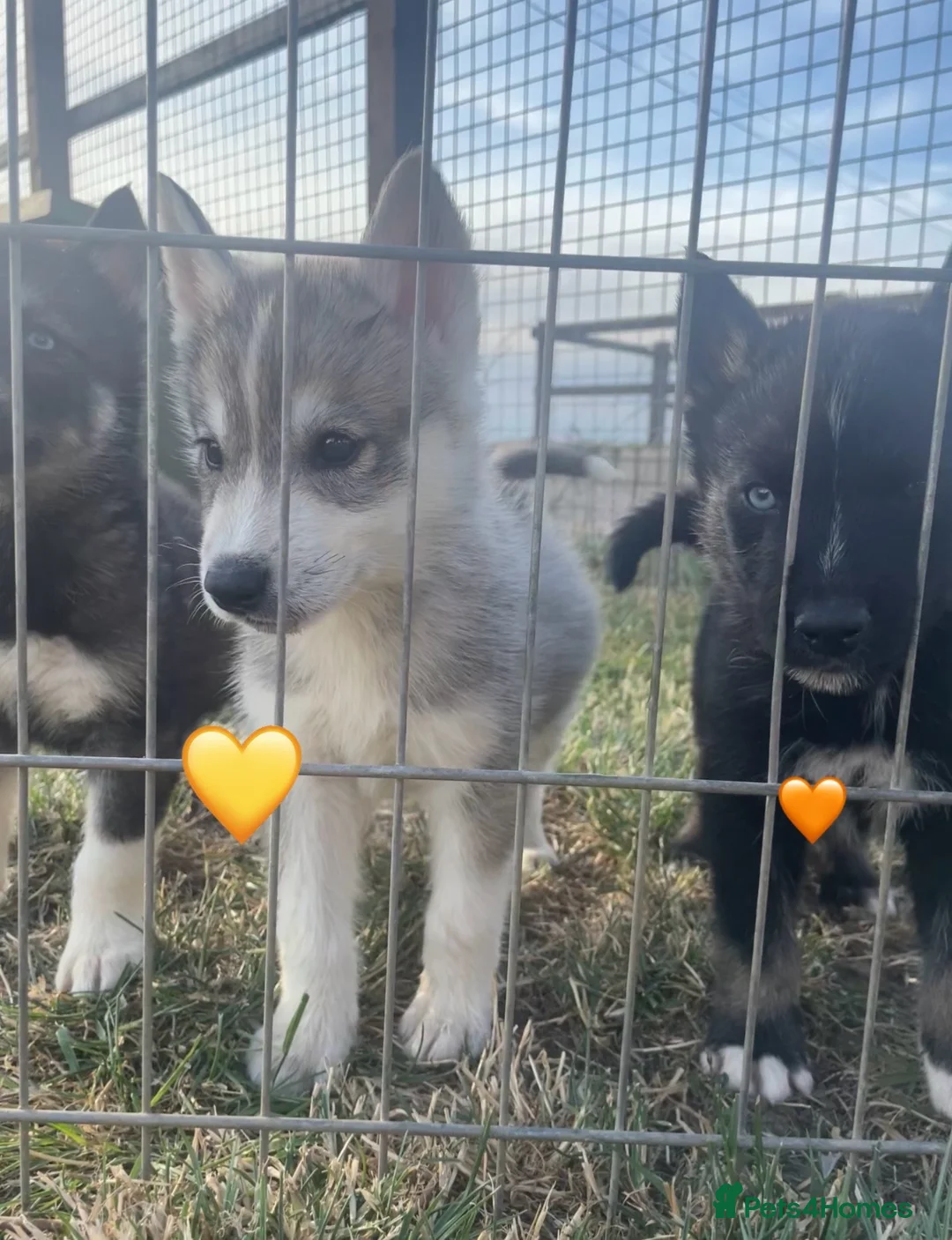 Siberian Husky dogs for sale: Ready Now - KC Registered male pup - Advert 2