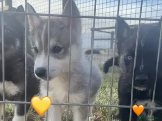Siberian Husky dogs Ready Now - Outstanding KC Registered Puppies - Advert 6