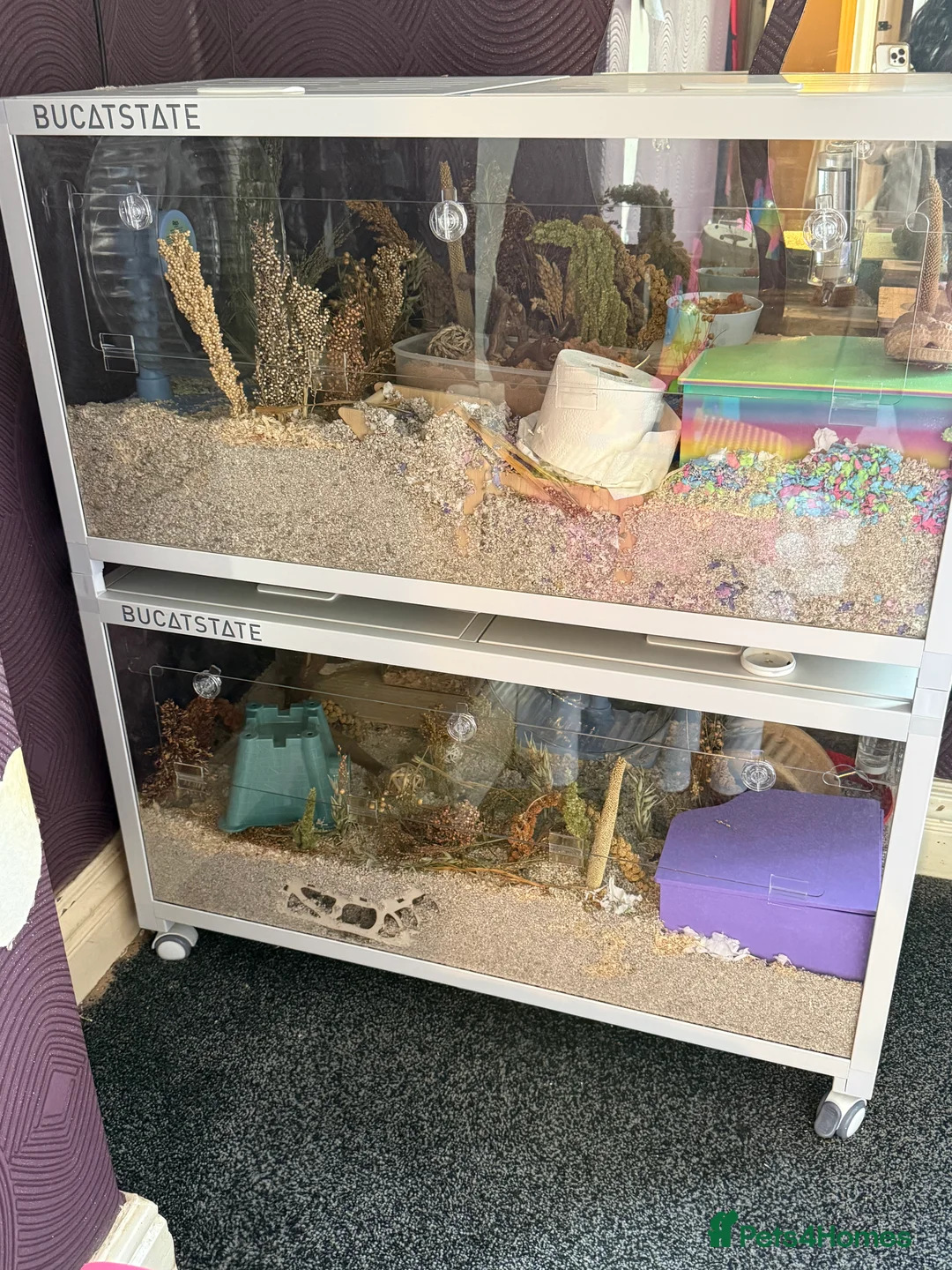 Hamster rodents for sale: Syrian hamster & full ethical set up x2 - Advert 1