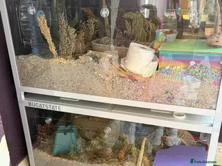 Hamster rodents Syrian hamster & full ethical set up x2 - Advert 17