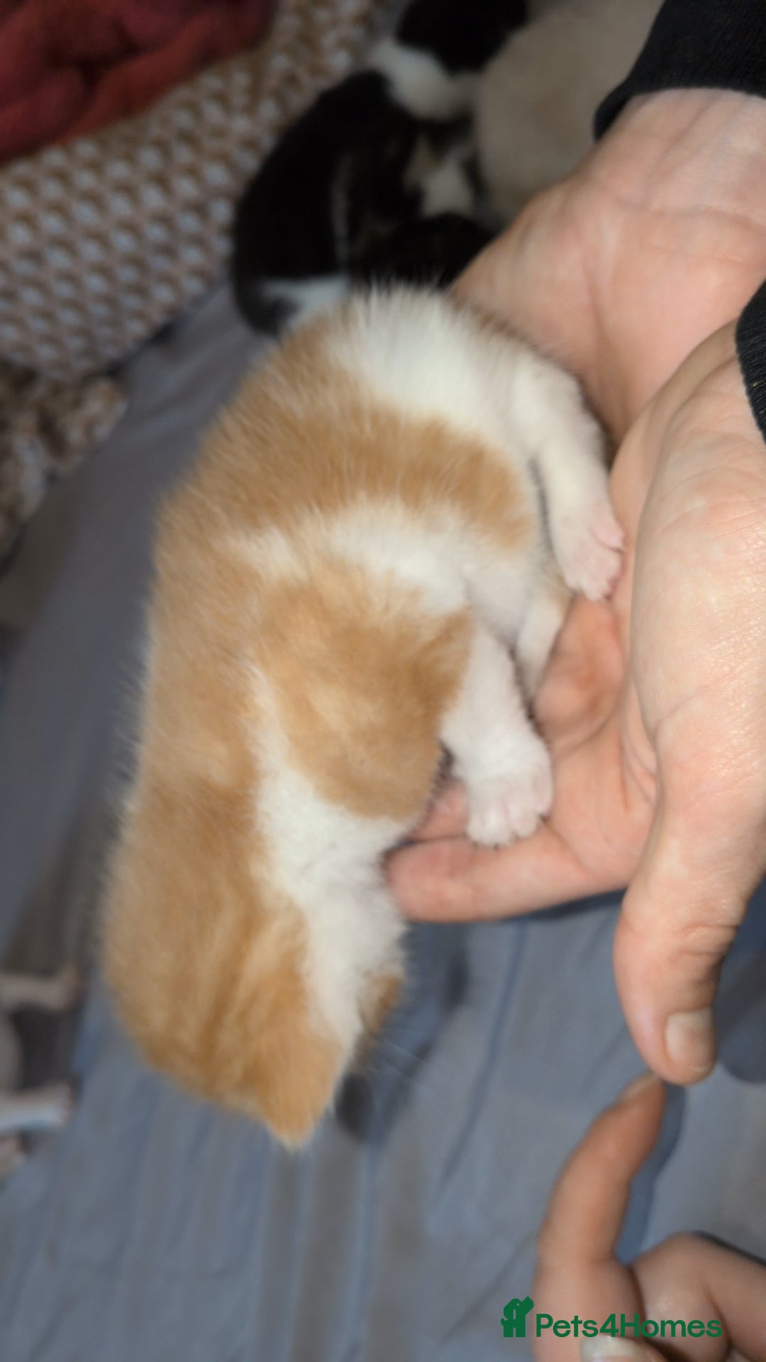 Mixed Breed cats for sale: Mixed breed - Advert 7