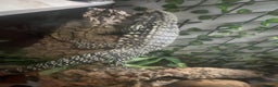 Lizard reptiles for sale: Black and white tegu for sale  - Advert 11