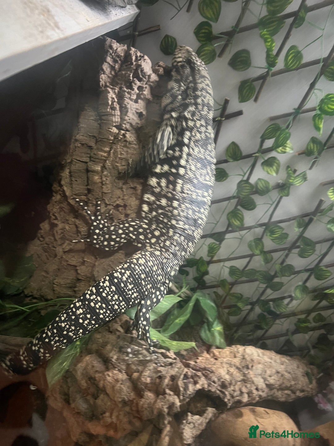 Lizard reptiles for sale: Black and white tegu for sale  - Advert 11