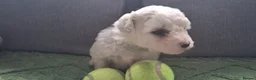 Bichon Frise dogs for sale: Dogs for sale  - Advert 18