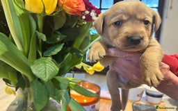 Labrador Retriever dogs for sale: Beautiful fox red and yellow lab puppies  - Image 12