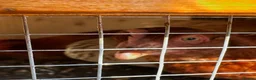 Chickens poultry for sale: 4 Hens for £70 in Manchester - Advert 33