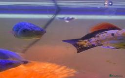 Mollies fish for sale: Fish tank and fish - Image 4
