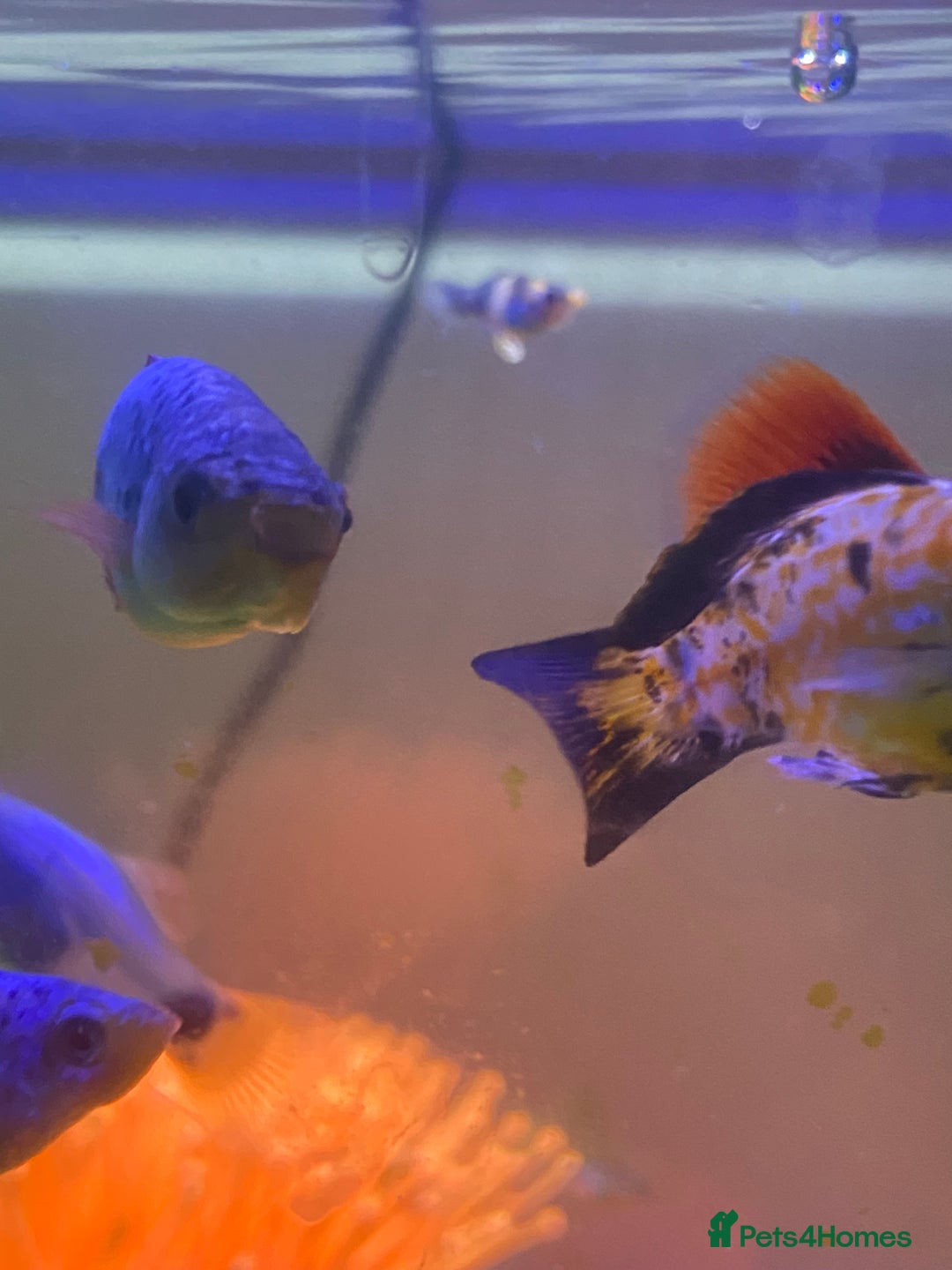 Mollies fish for sale: Fish tank and fish - Image 4