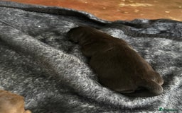 Mixed Breed dogs for sale: Chunky boys - Advert 5