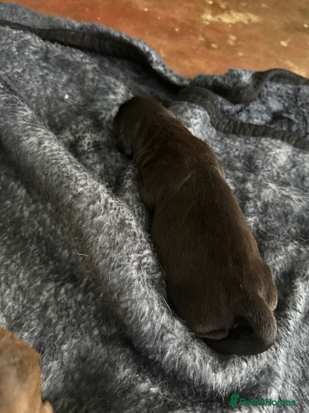 Mixed Breed dogs for sale: Chunky boys - Advert 5