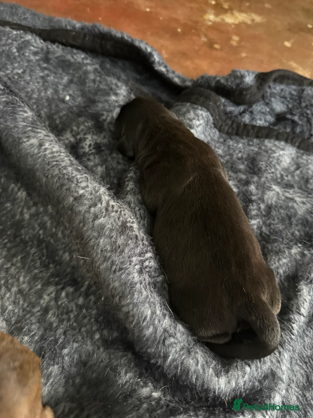 Mixed Breed dogs for sale: Chunky boys - Advert 5