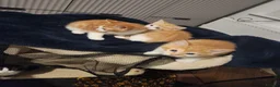 Mixed Breed cats for sale: 4 Gorgeous kittens looking for new home - Advert 6