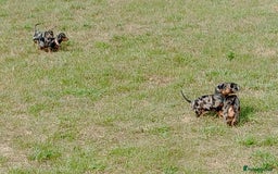 Miniature Dachshund dogs for sale: Stunning silver dapple miniature dachshunds  - Image 7