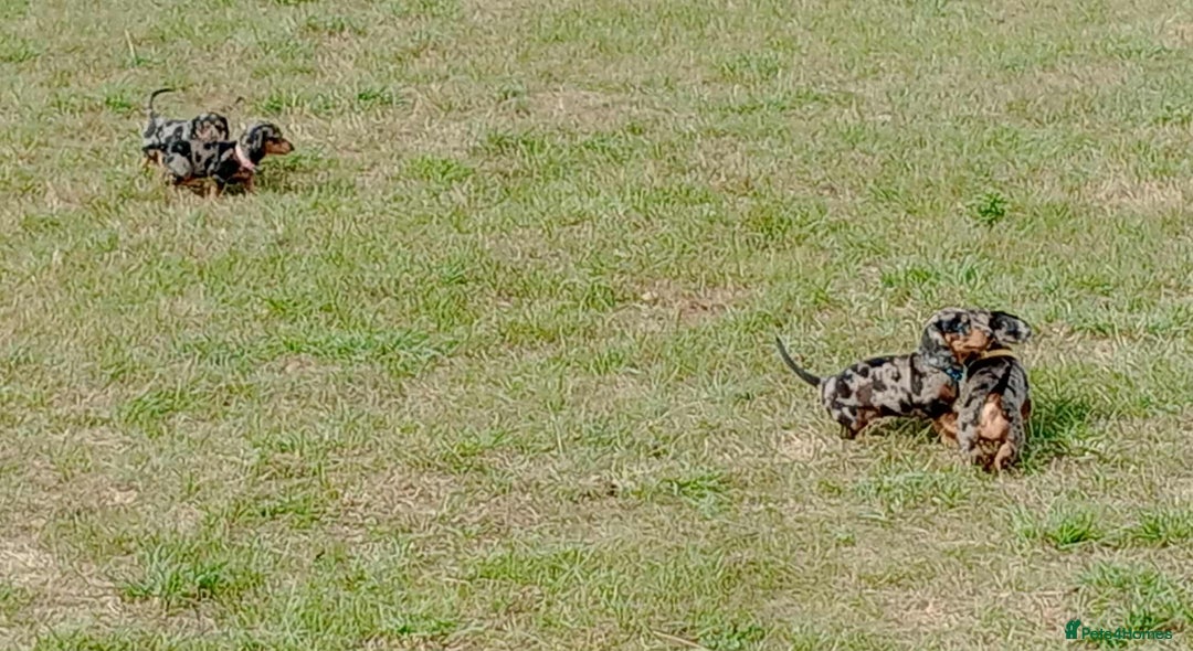 Miniature Dachshund dogs for sale: Stunning silver dapple miniature dachshunds  - Image 7