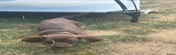 Miniature Dachshund dogs for sale: Miniature dachshunds  - Advert 9