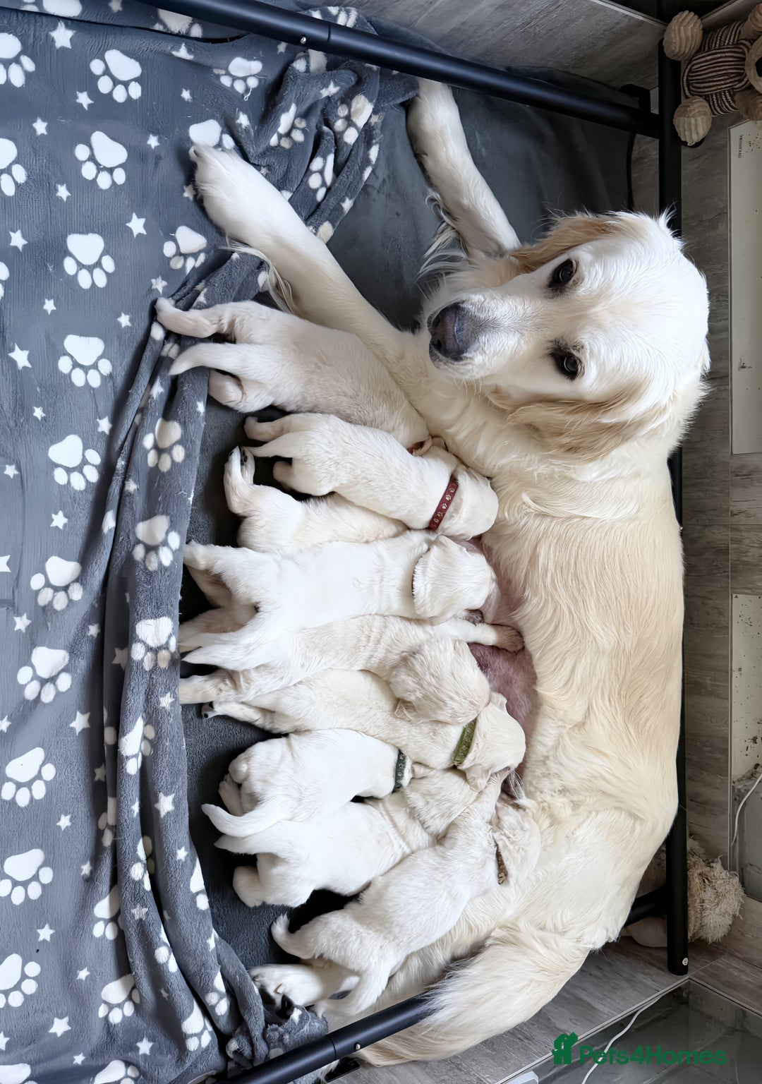 Golden Retriever dogs for sale: 1 LEFT *Ready to Go* Golden Retriever puppies 🐾 - Image 27