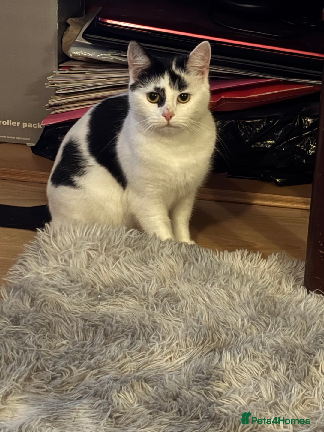 Turkish Van cats for sale: Alex - female black & white Turkish Van - Advert 2