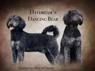 Goldendoodle dogs Exceptional Rare Colour GoldenDoodle Stud - Advert 2