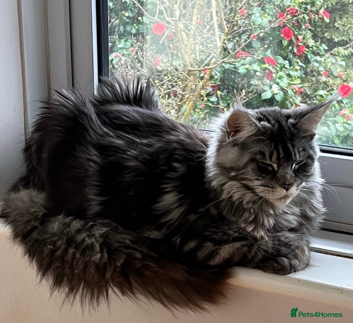 Maine Coon cats Maine Coon Kittens 🦁🐾 - Advert 1