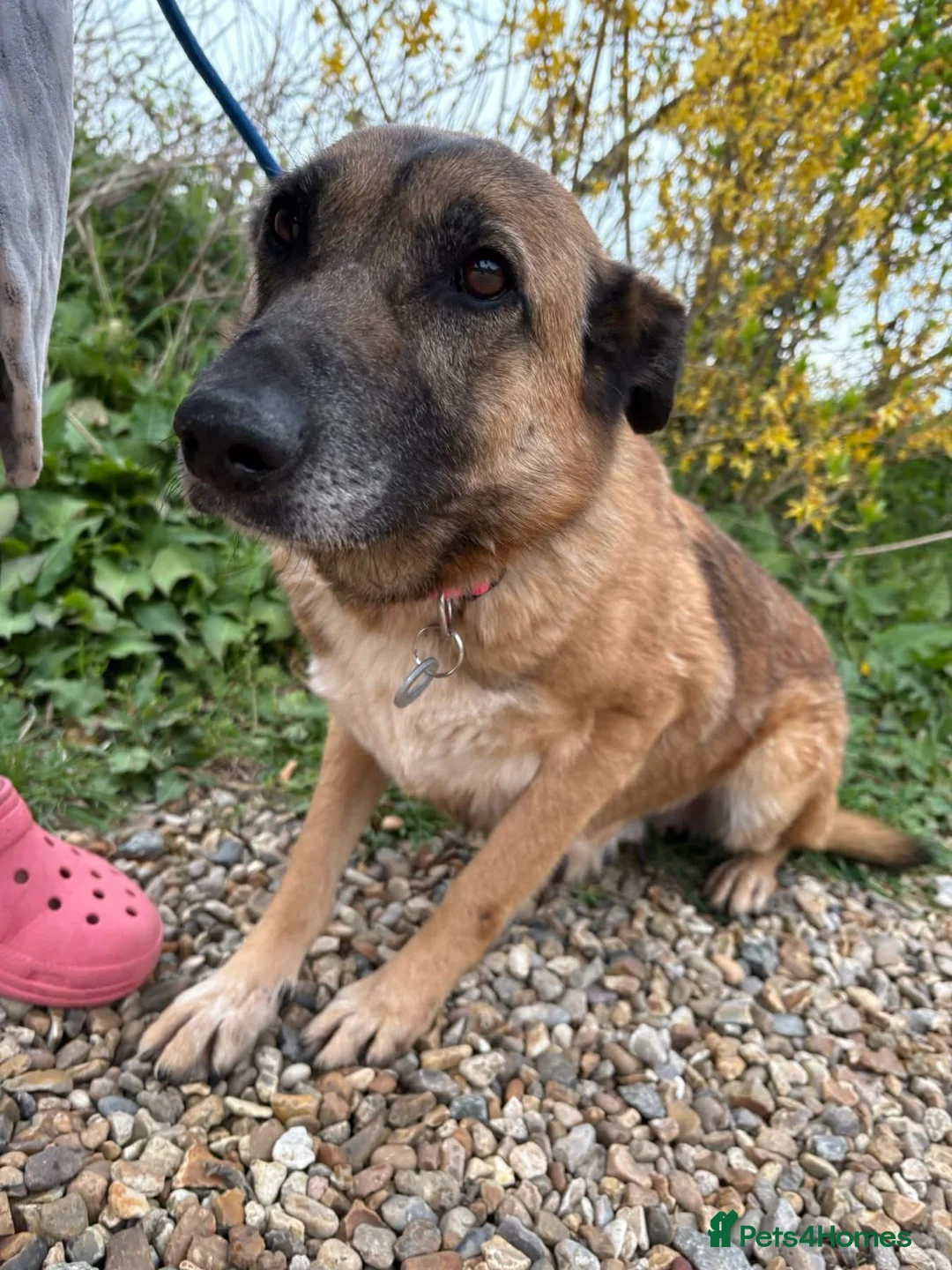 Mixed Breed dogs for adoption: Thelma - Norwich Norfolk  - Advert 2