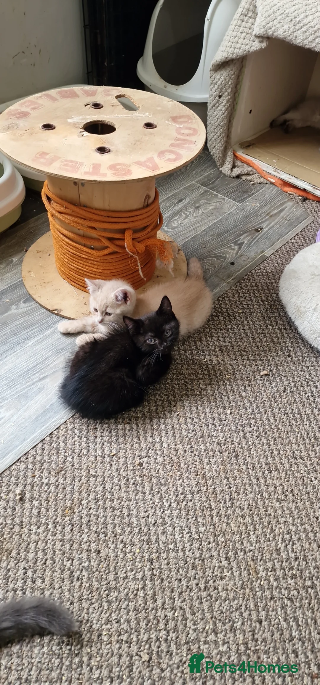 Brazilian Shorthair cats for sale: Lovely pure B- shorthair looking for loving home  - Advert 16