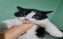 Mixed Breed cats for sale: 4 female kittens - Image 12