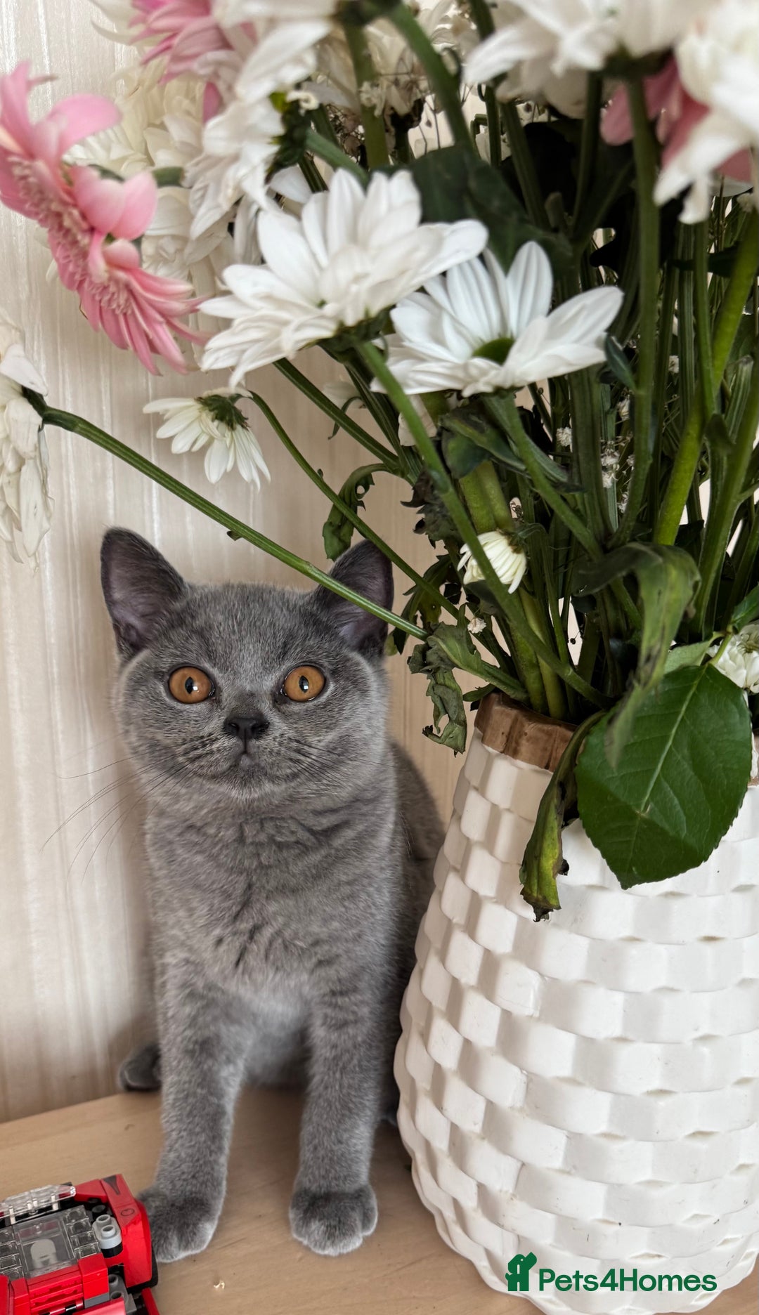 British Shorthair cats for sale: Beautiful British Shorthair Girls  in Bristol - Image 15