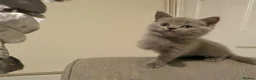 Russian Blue cats for sale: Beautiful Russian Blue/British Shorthair Kittens  in Wimborne - Advert 29