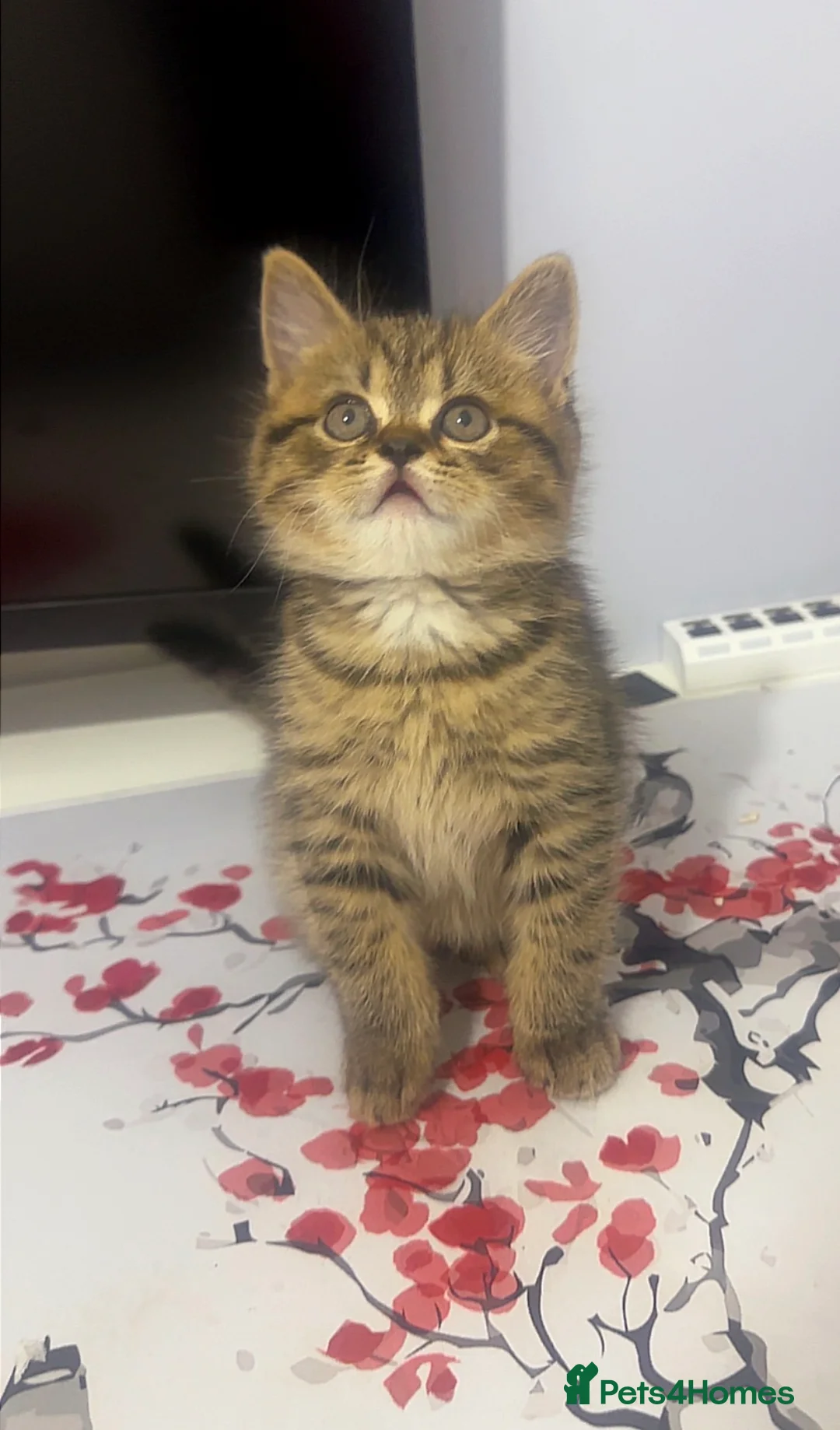 Mixed Breed cats for sale:  British shorthair mix in London - Advert 1