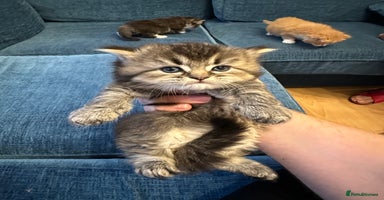 British Longhair cats - Advert 11