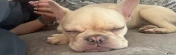 French Bulldog dogs for sale: 7month old french bulldog puppy in Aberdeen - Advert 16