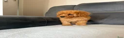 Toy Poodle dogs for sale: Toy poodle - Advert 13