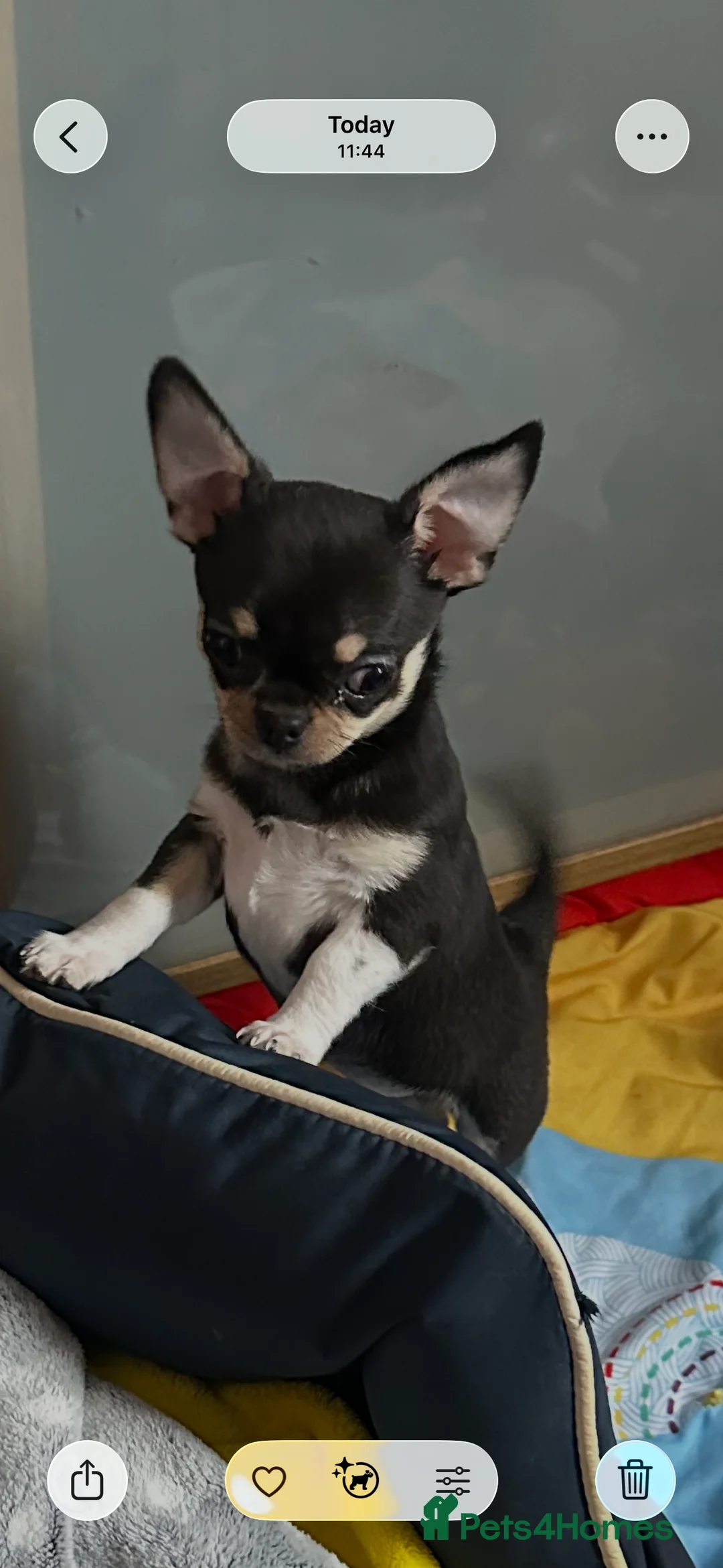 Chihuahua dogs for sale: Chihuahua puppy. Sold!!! - Advert 2