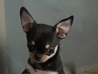 Chihuahua dogs Chihuahua puppies - Advert 18