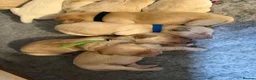 Golden Retriever dogs for sale: Exceptionally bred golden Retriever Puppies - Advert 4