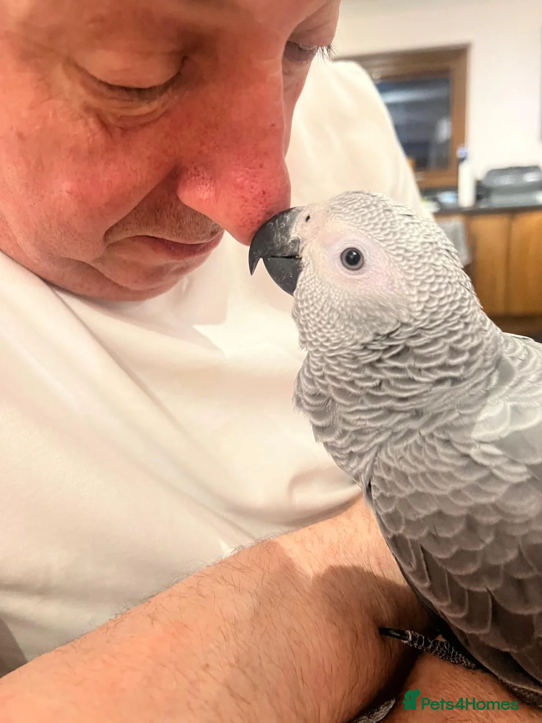 Parrots birds for sale: Hand reared African grey (female)  - Advert 1