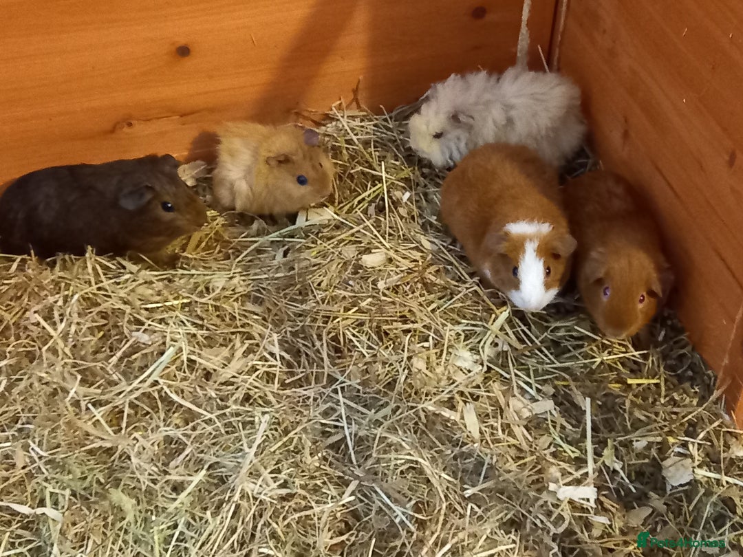 Guinea Pig rodents for sale: Baby guinea pigs  - Image 6