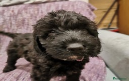 Cockapoo dogs for sale: COCKAPOO PUPPIES FOR SALE ready now  - Image 31