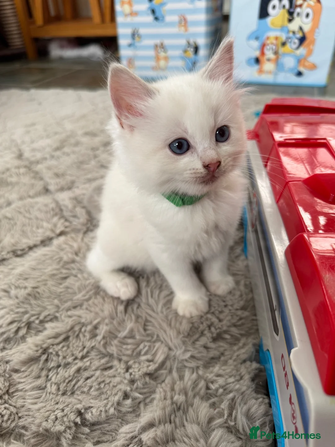Ragdoll cats for sale: Last GCCF Registered Ragdoll Available  - Advert 2