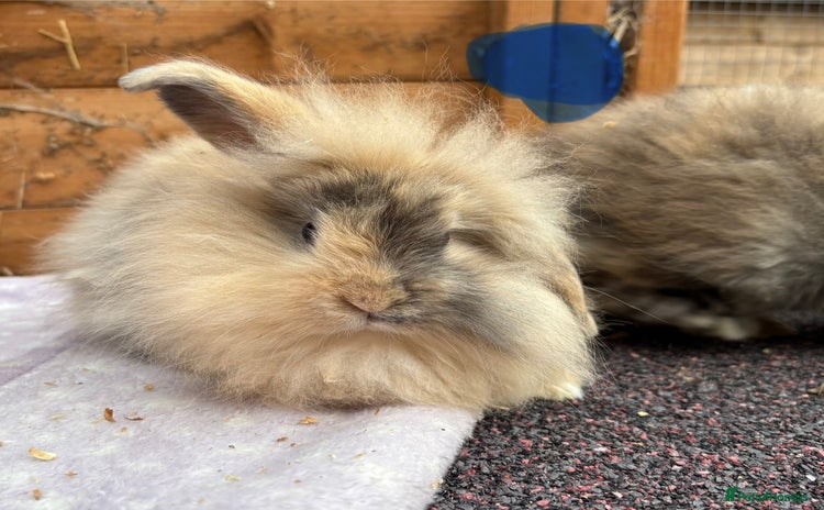 Mini Lop rabbits - Advert 12